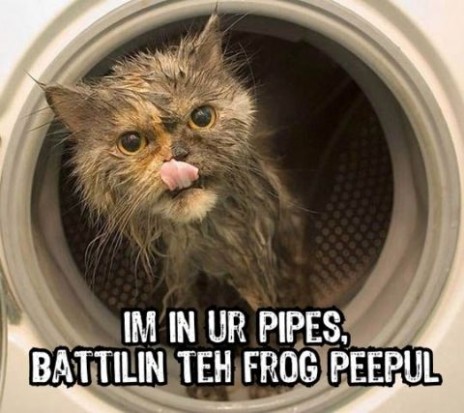 kitten_fighter_.jpg
