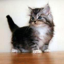 cute_kitten.jpg