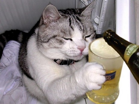 cat_beer.jpg