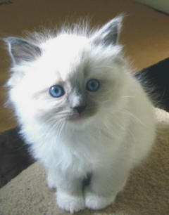 Jasmine11wks.jpg