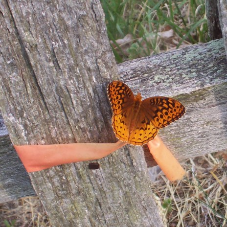 butterfly.jpg