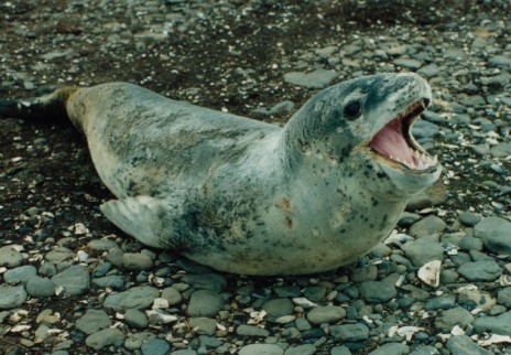 800px_Hydrurga_leptonyx.jpg