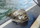 lump.jpg