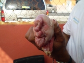 freakpig.jpg