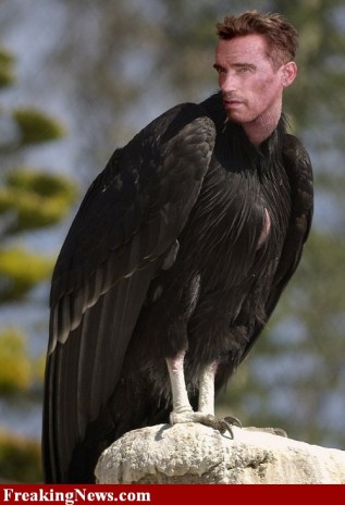 California_Condor__9215.jpg