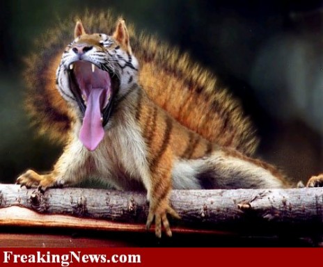Tiger_squirrel__9217.jpg