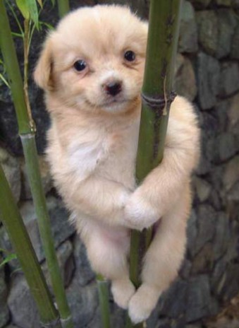 pole_dancing_dog.jpg