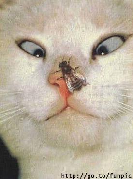 crosseyed_cat3.JPG