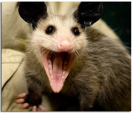 baby_possum.jpg