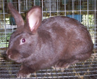 HavanaBunny.jpg