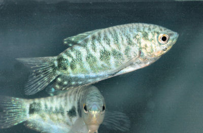 OpalineGouramiWFA_C2237.jpg