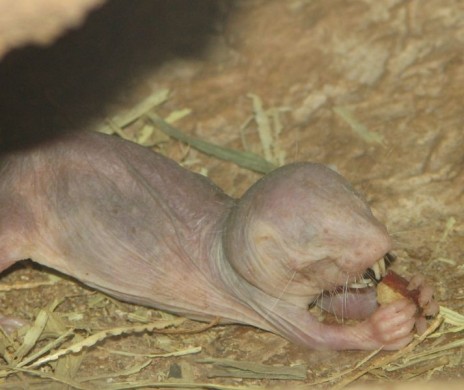 713px_Naked_Mole_Rat_Eatin.jpg
