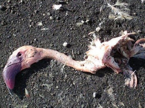 163248_Dead_Flamingo_1.jpg