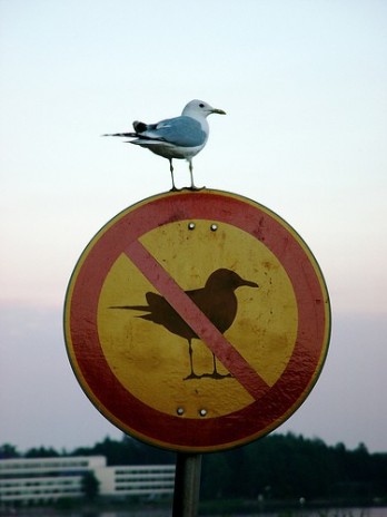No_Birds.jpg