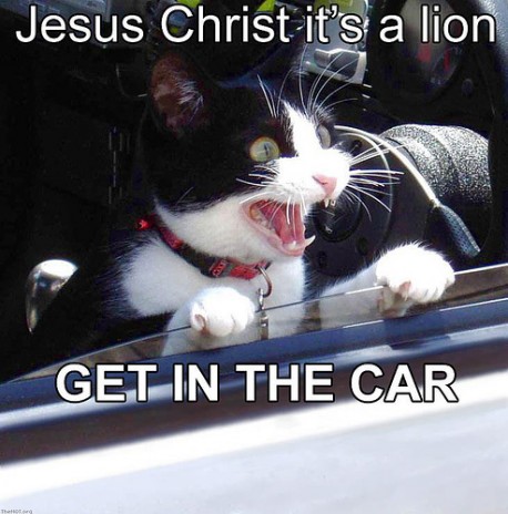 f_funnycatpicm_eb23235.jpg
