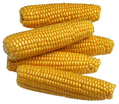 corn_4.jpg