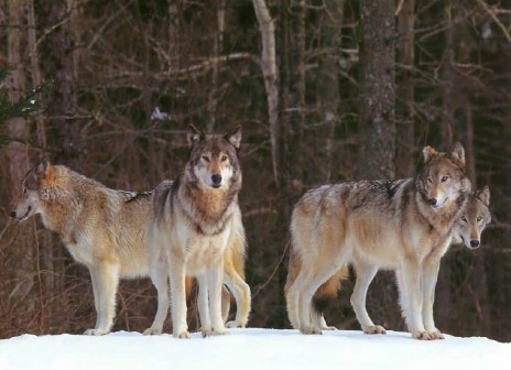 f_wolfsong96_10_art_wolfe_.jpg