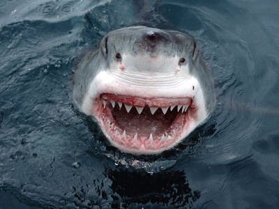 greatwhiteshark.jpg