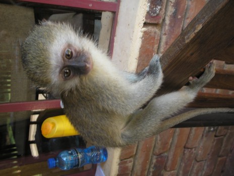 South_Africa_044.jpg