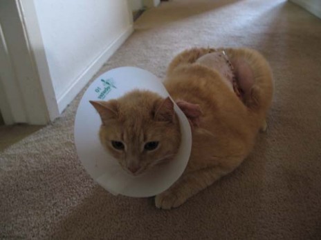 SADCAT.jpg