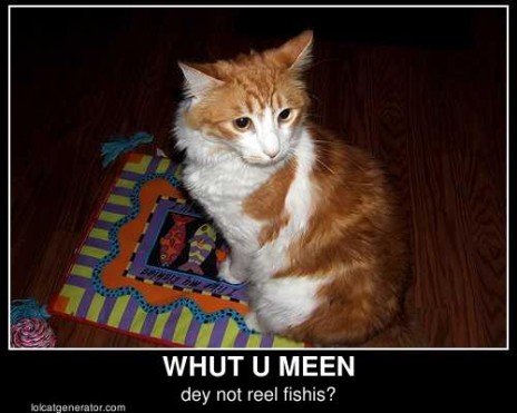 lolcat_40_3684.jpg
