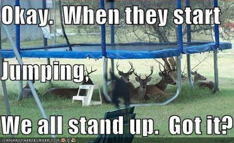 funny_pictures_deer_under_.jpg