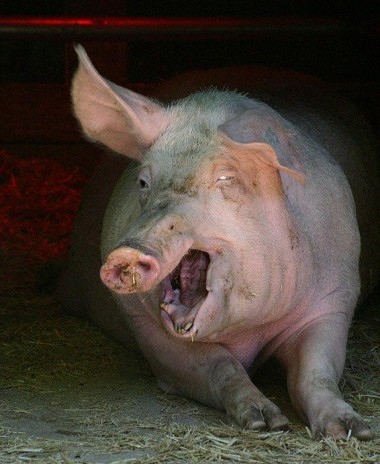 retarded_pig.jpg