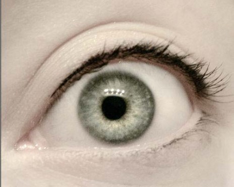 white_eye_1.jpg