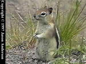 groundsquirrel.jpg
