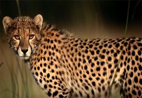cheetah_closeup_1_.jpg