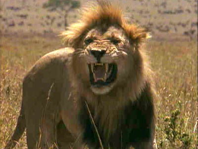 lion22_1_.jpg
