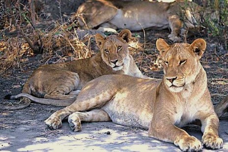 lion_lpsav1_med_1_.jpg