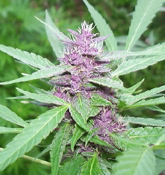 PurpleMarijuanaBud.jpg
