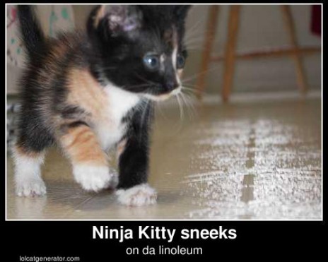 lolcat_76_319.jpg