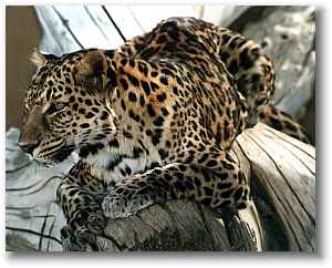 leopard_1_.jpg