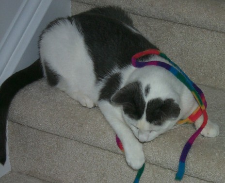 cat_floyd_tangled_1_.jpg