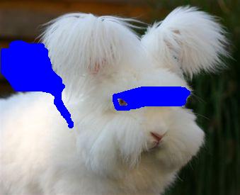 angorakonijn1.JPG