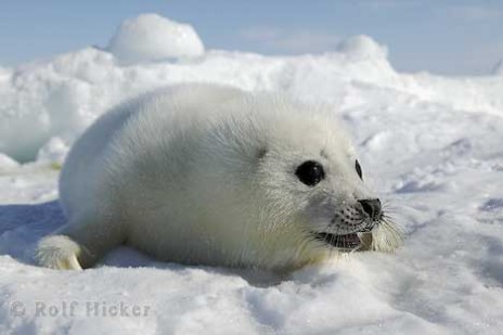 cute_baby_animals_T3509.jpg