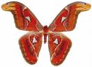 moth.jpg