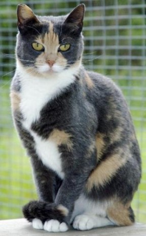 cat.jpg