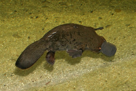 Platypus.jpg