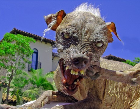 The_World_s_Ugliest_Dog.jpg