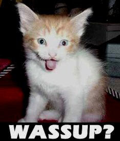 f_Wassup_Kitty_2805.jpg