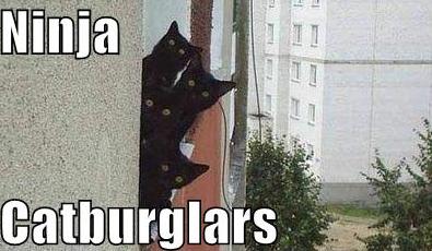 ninjacatburglars.JPG