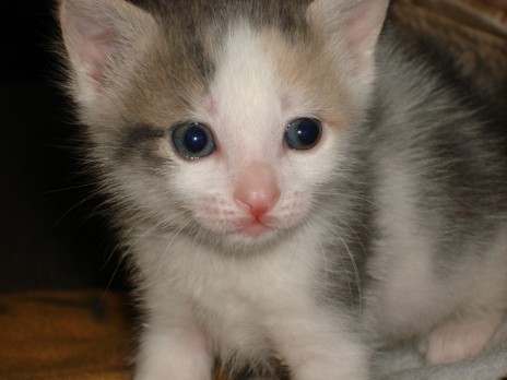 Sweet_kitty....jpg