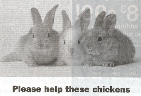 rabbits_1.JPG