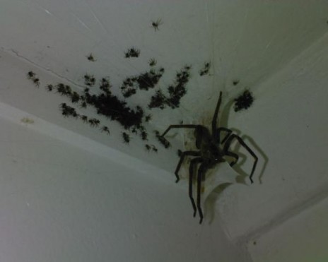 spider_that_could_probably.jpg