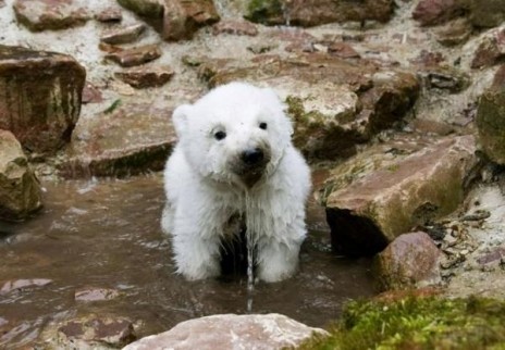 baby_polar_having_some_wat.jpg