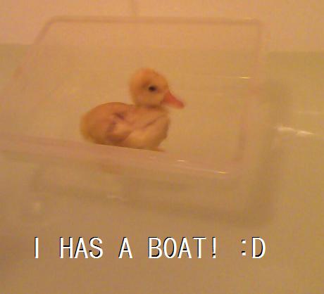 duckyboat.jpg