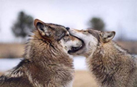wolfmouth.jpg